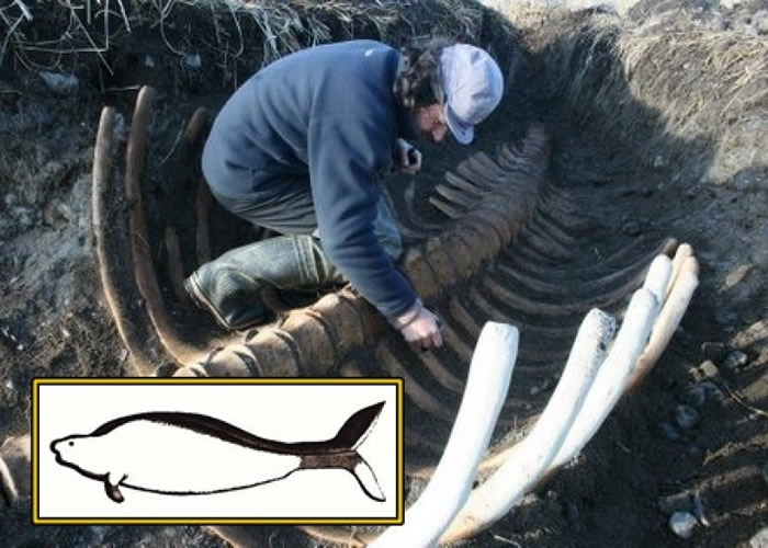 发现6米“海怪”遗骸：俄罗斯司令群岛出土已灭绝的斯特拉海牛