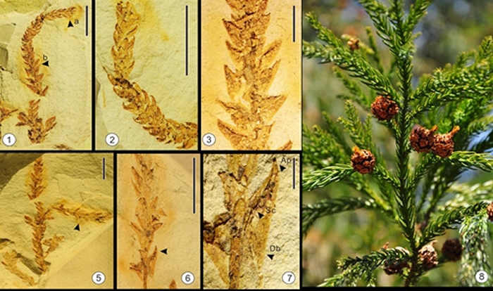 发现于滇中吕合盆地渐新统的云南柳杉(Cryptomeria yunnanensis W.N. Ding et Z.K. Zhou sp. nov.)化石和其现生