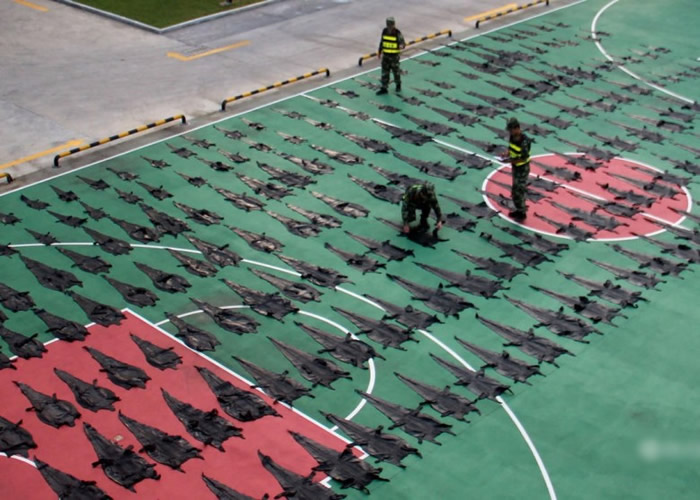 广西防城港查获3批非法运输野生动物及制品 215张极危暹罗鳄鱼皮铺满篮球场