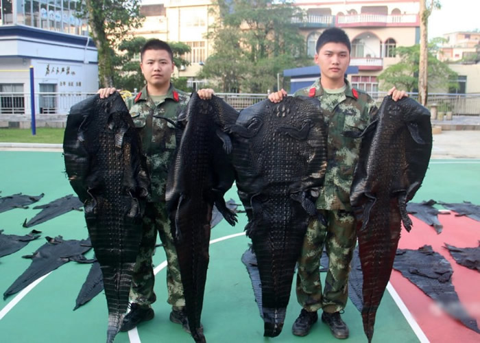 广西防城港查获3批非法运输野生动物及制品 215张极危暹罗鳄鱼皮铺满篮球场