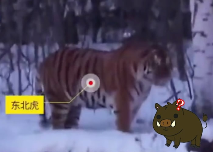 ĺشݳ;п߻ζ ΪҰȴͻȻܳҰ