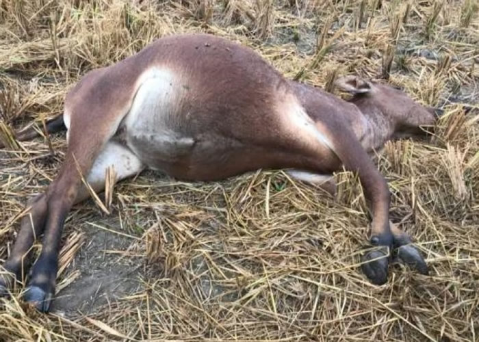 广东省河源市东源县东江邻近村落爆牛瘟 专家:疑水源地附近染细菌