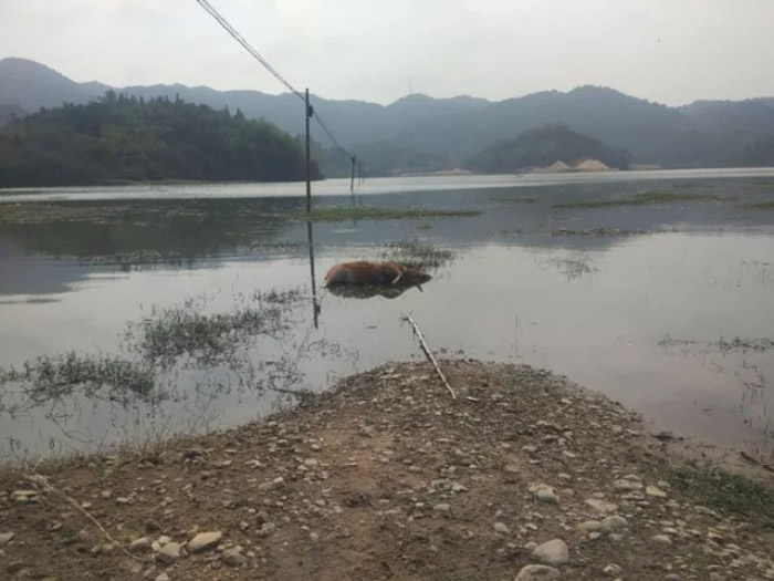 广东省河源市东源县东江邻近村落爆牛瘟 专家:疑水源地附近染细菌