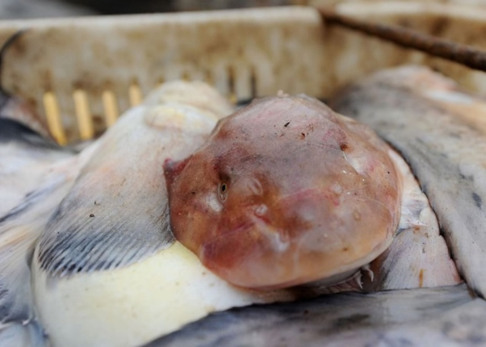 被捕获的一条海兔鱼,外表十分趣怪。