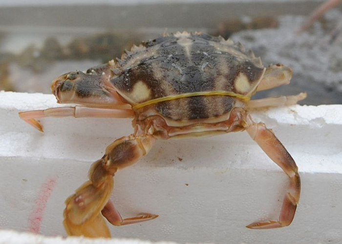 貌似梭蟹的花盖蟹,生性凶猛,但肉质肥美。