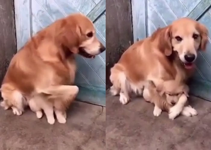 犬爸以“右手”掩住小狗的脸,又用“双手”抱着它。