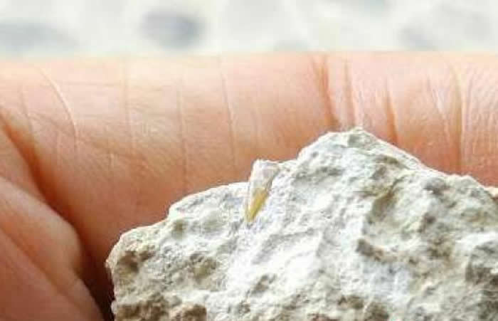 云南省博物馆“化石猎人”野外发掘活动发现化石新种?