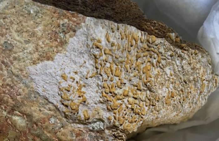 云南省博物馆“化石猎人”野外发掘活动发现化石新种?