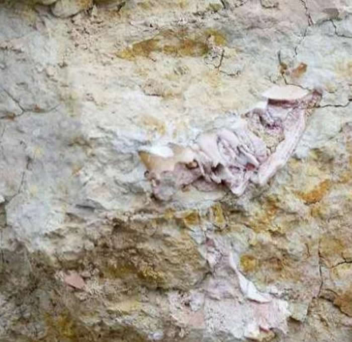 云南省博物馆“化石猎人”野外发掘活动发现化石新种?