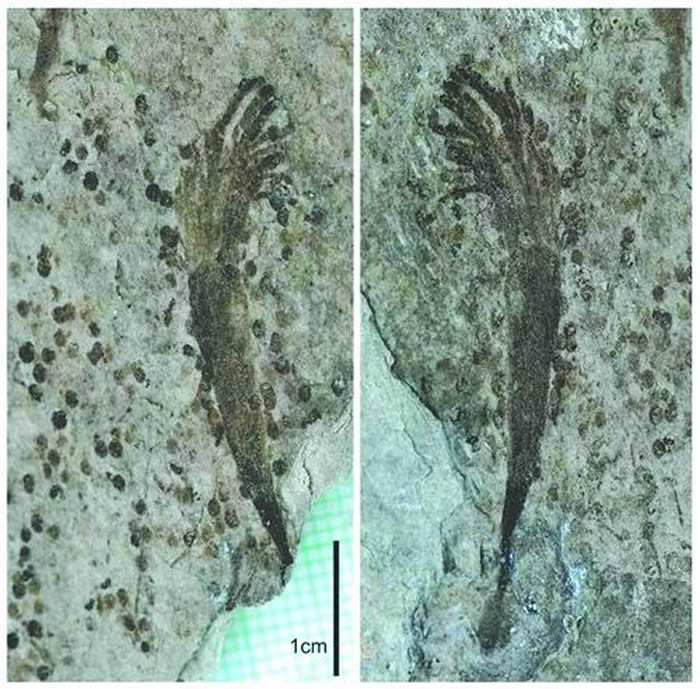 蓝田生物群的典型化石——光滑蓝田虫