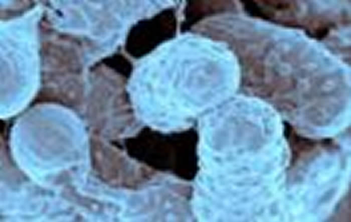 肿瘤相关性细菌可搭便车至肿瘤转移部位