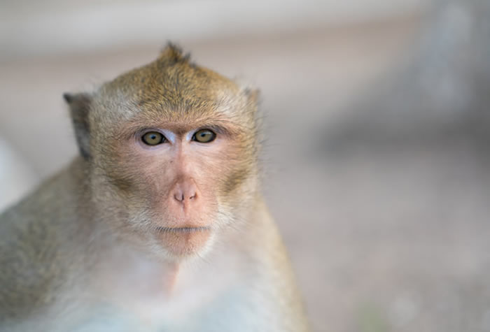 比较不同灵长类的大脑提示了令人类变得特出的原因