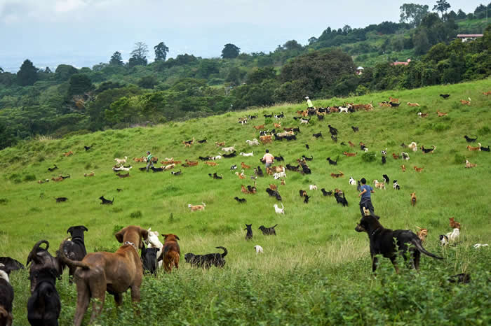 数十只狗跑过收容所园区的大片土地。一位来自日本的纪录片团队成员造访收容所,他们操纵的一架无人机令狗群疯狂追逐。 PHOTOGRAPH BY DAN GIANNO