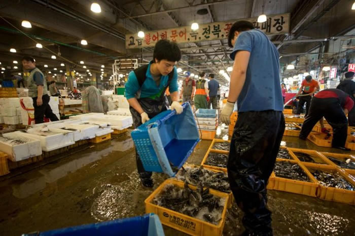 鲍鱼对亚洲人来说是昂贵的珍馐，照片中的鲍鱼在韩国首尔跟其他鱼类和贝类一起在海鲜市场贩售。由于需求暴增导致鲍鱼的价格飞涨，现在南非的养殖业和加工厂必须雇用保全人员