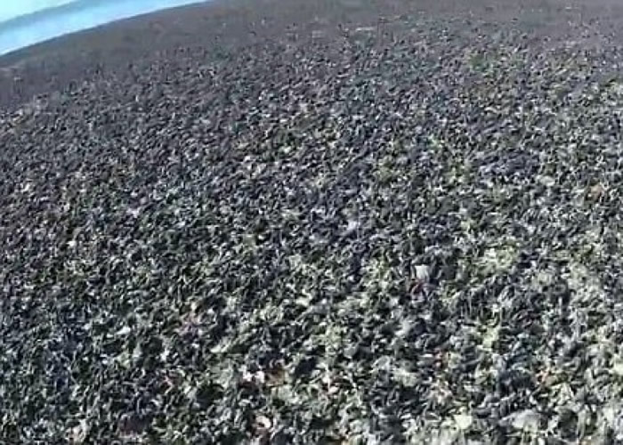 ɳ̲�ϳ���һ���޼ʵġ��ݳ�����