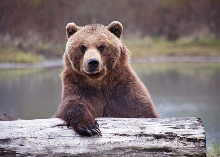 熊闯入木屋翻寻猎人的行装。(资料图片)