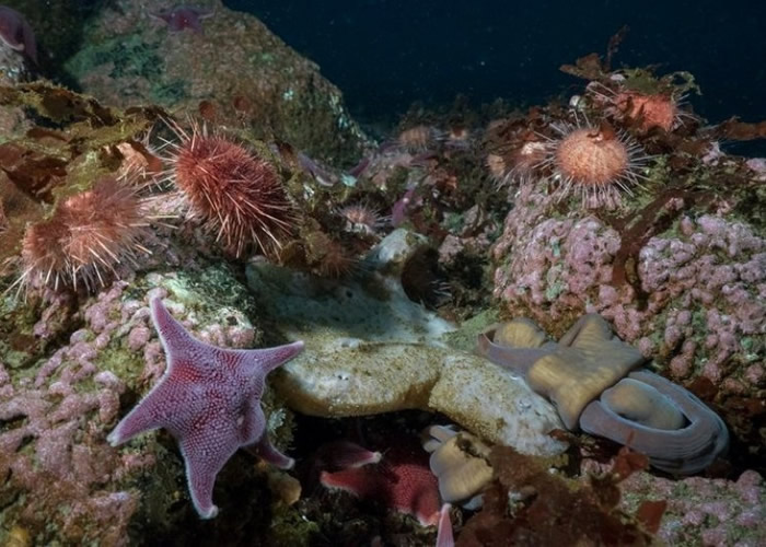 团队拍下七彩缤纷的海床。