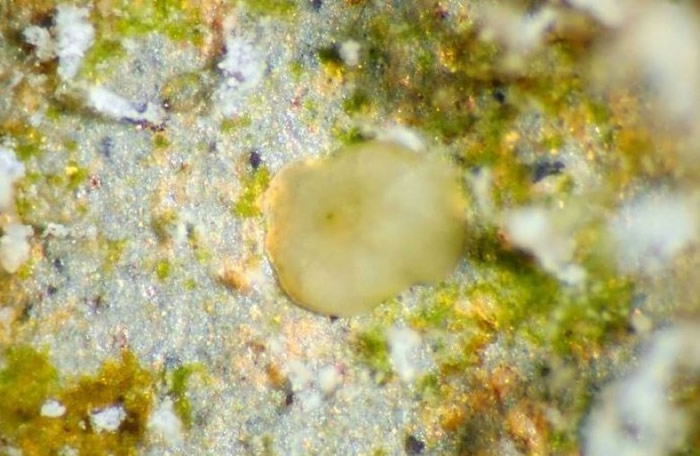 �о���Ա��ֲɺ���׳档