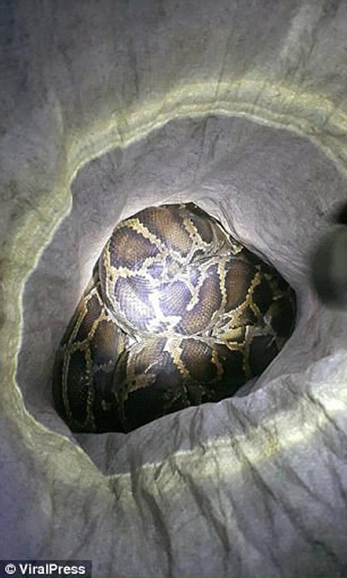 泰国宋卡府男子抓到大蟒蛇放进玻璃瓶里 2天后再次打开时被缠颈窒息而死