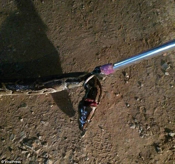 泰国宋卡府男子抓到大蟒蛇放进玻璃瓶里 2天后再次打开时被缠颈窒息而死