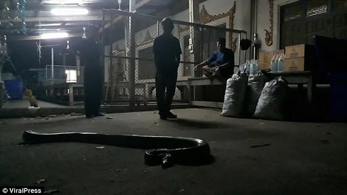 泰国宋卡府男子抓到大蟒蛇放进玻璃瓶里 2天后再次打开时被缠颈窒息而死