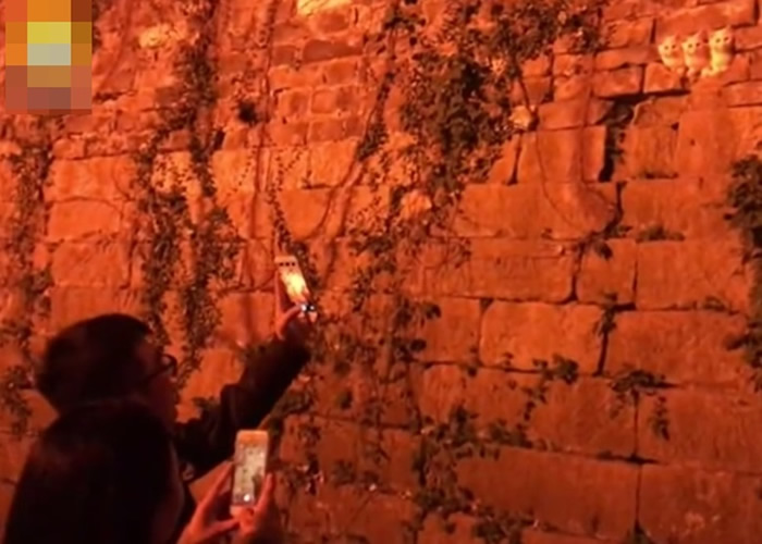 游客都被萌爆的“猫星人”吸引,驻足举起手机拍摄。