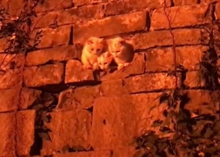 安居破洞内的3只“猫星人”得知有人拍摄后,好奇探头观望。