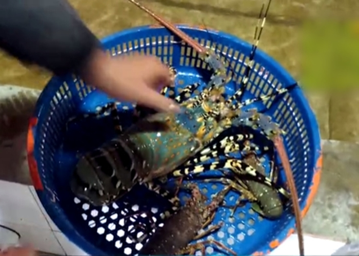 ���񲶻񵽵��л�������ϺԼֵ60������ҡ�