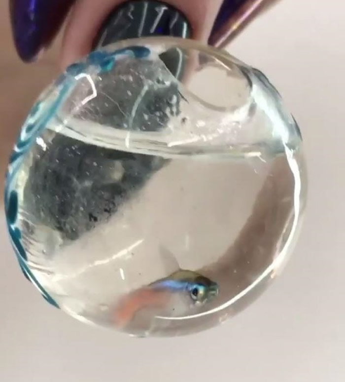 俄罗斯美甲店活鱼装饰指甲 遭斥虐待动物挨轰