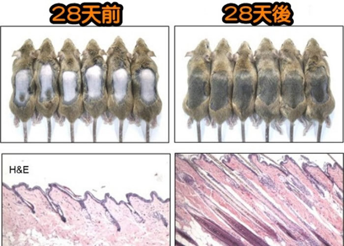 实验结果显示崔康烈研发的物质有效治疗脱发。