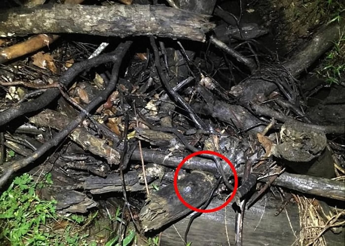 ��ʵ�����ߣ���Ȧʾ�����ڴˡ�