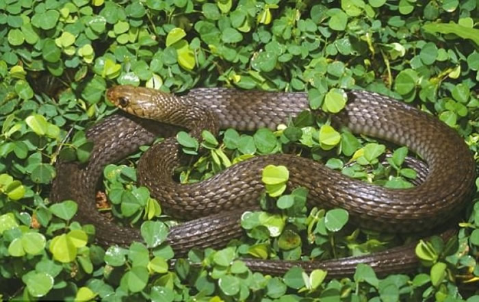 �����ߵ�Ʒ�ֳ�������ʿ�����ϲ���