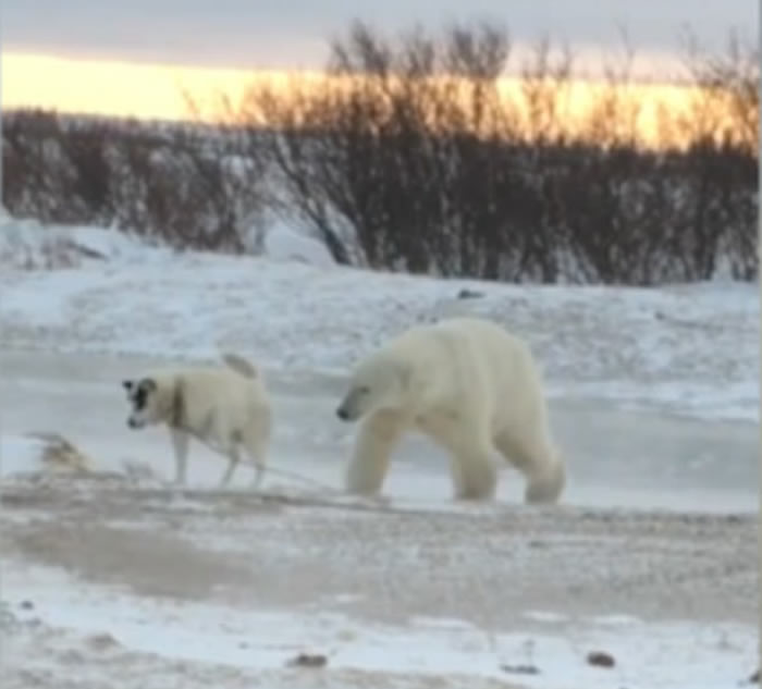 加拿大雪地罕见一幕:体型庞大北极熊逗玩被栓住的小狗 网民称盘算猎杀而已