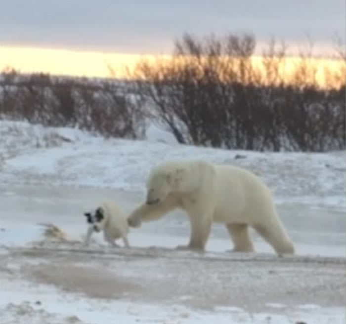 加拿大雪地罕见一幕:体型庞大北极熊逗玩被栓住的小狗 网民称盘算猎杀而已