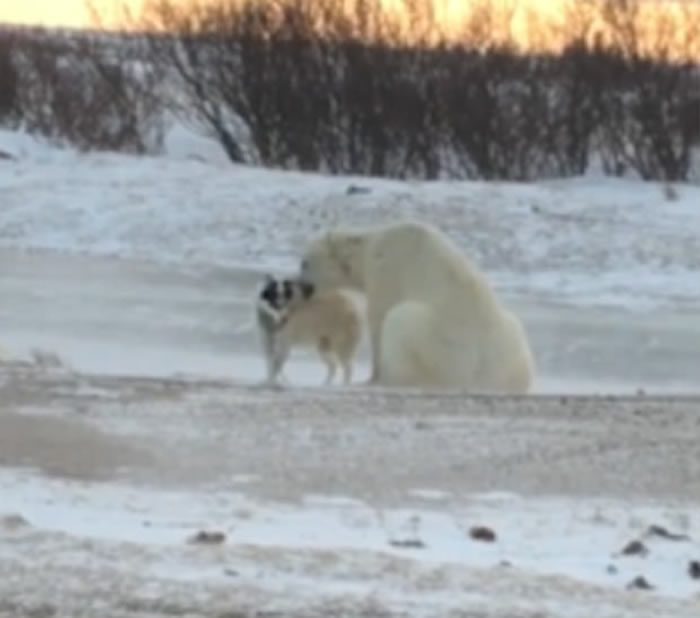 加拿大雪地罕见一幕:体型庞大北极熊逗玩被栓住的小狗 网民称盘算猎杀而已
