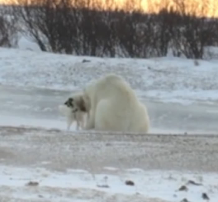 加拿大雪地罕见一幕:体型庞大北极熊逗玩被栓住的小狗 网民称盘算猎杀而已