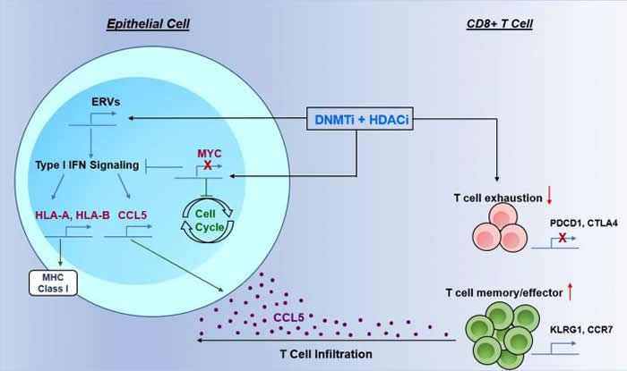 ϸ־2ҩƷܻǿΰ߶ƷķӦ