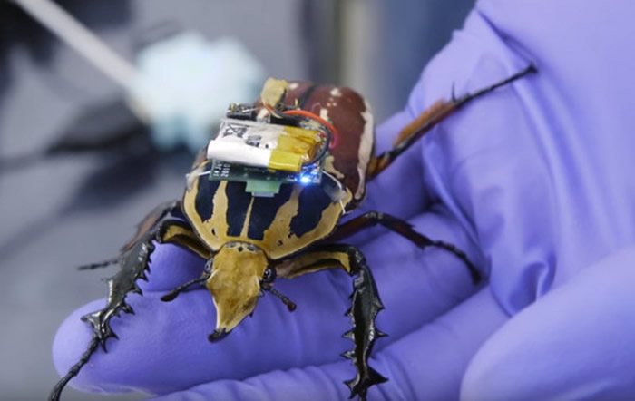 Cyborg技术:未来“昆虫无人机”可以到更多救难人员无法迅速到达的地方