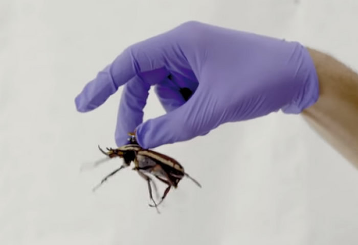 Cyborg技术:未来“昆虫无人机”可以到更多救难人员无法迅速到达的地方