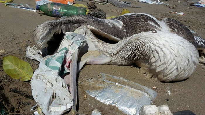 人类丢弃的垃圾正吞噬海洋生物 海龟因体内累