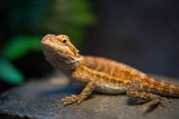 ڽů¶зڼᣨbearded dragonѧϰٶȽ PHOTOGRAPH BY JOEL SARTORE, NATIONAL GEOG