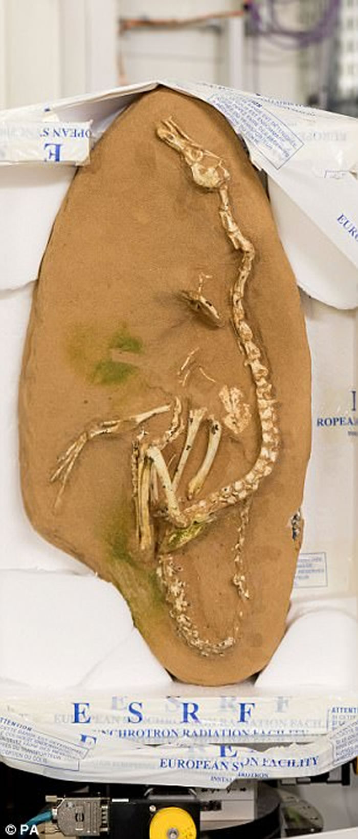 生活在水中似天鹅!蒙古发现白垩纪恐龙新物种——埃氏哈兹卡盗龙