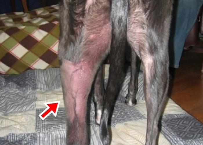 ��ֻ��Ѫ����������ƻ���