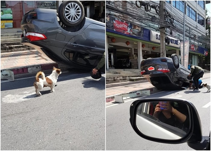 泰国司机避狗致翻车 小狗守护车前自责
