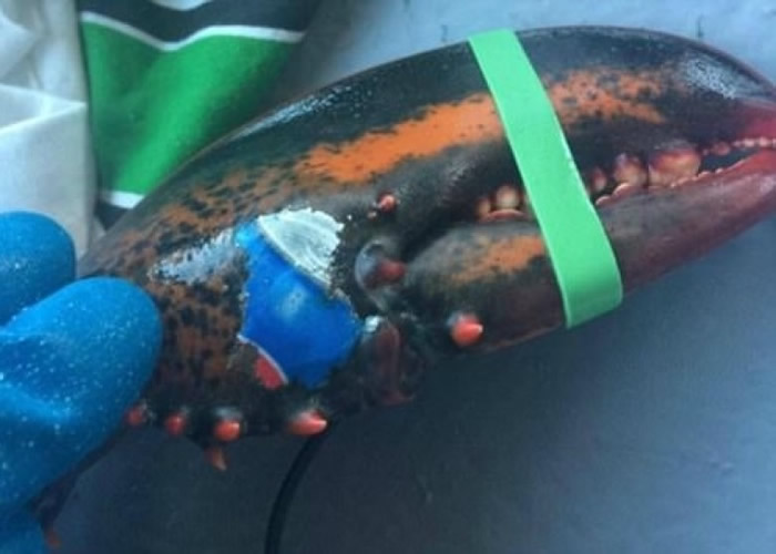 加拿大一头龙虾虾钳惊现汽水商标 网民:海洋垃