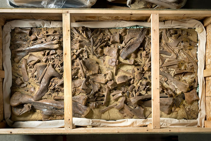 美国丹佛自然科学博物馆收获最大规模恐龙化石捐赠