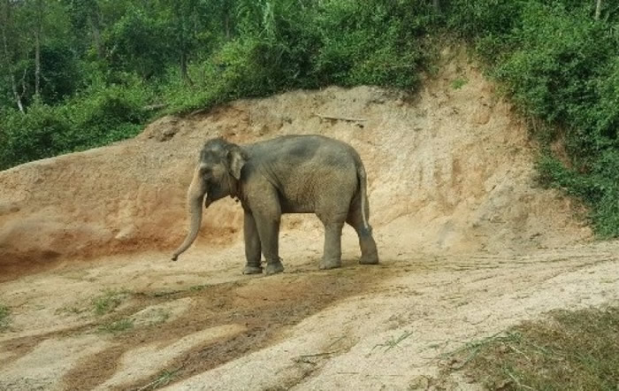 派艾斯每天都在清迈动物园表演。