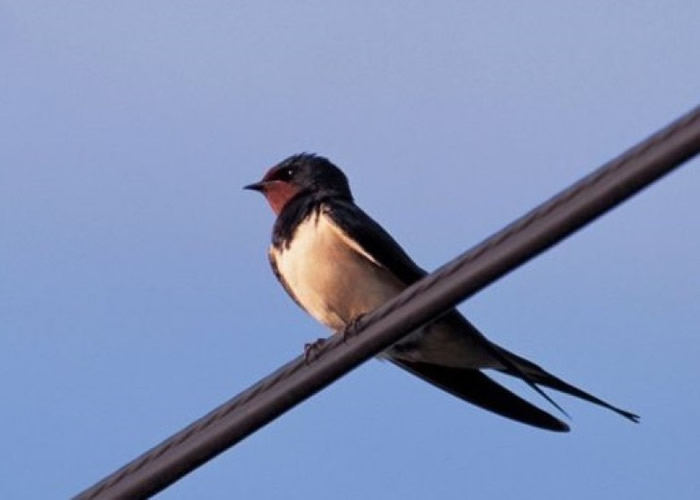 气候变化候鸟抵达英国早来迟走