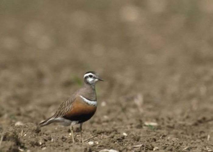 报告指气候转变威胁部分雀鸟的生存。