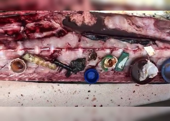 剖开鱼肚后,可见林林总总的塑胶制品。